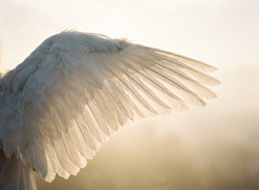 Angel Practitioner Programme